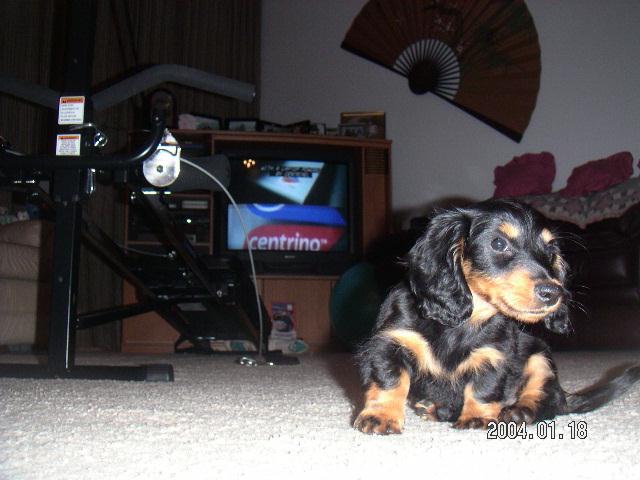 Above: My Mom & Dad's Long Hair Miniature Dachshund, BIJOUX.