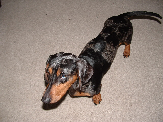 Above: My Mom & Dad's Long Hair Miniature Dachshund, BIJOUX.